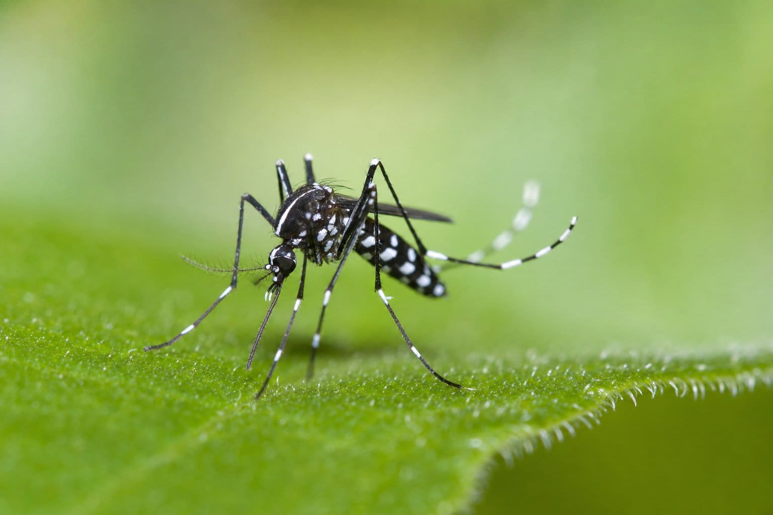 Asiatische Tigermücke mit schwarz-weißer Zeichnung auf einem grünen Blatt